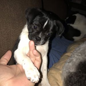 Meet your Posher, Robert